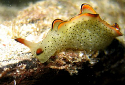 Paradise Island, House Reef,Samal, Davao City by Bernard Maglana 